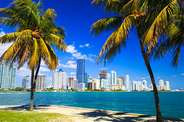 Miami skyline with palm trees